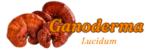 Ganoderma hongo